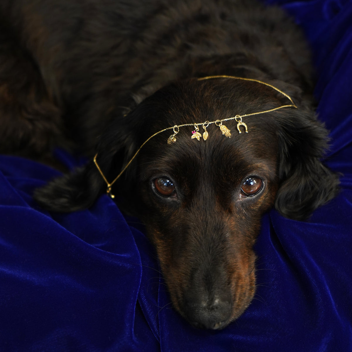 A 14k gold cable chain with a horseshoe, hamsa, leaf, strawberry, and gemstone 3 leaf charm on top of Luna's head